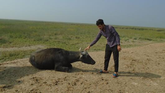 Hussam Qais Taha with a water buffalo